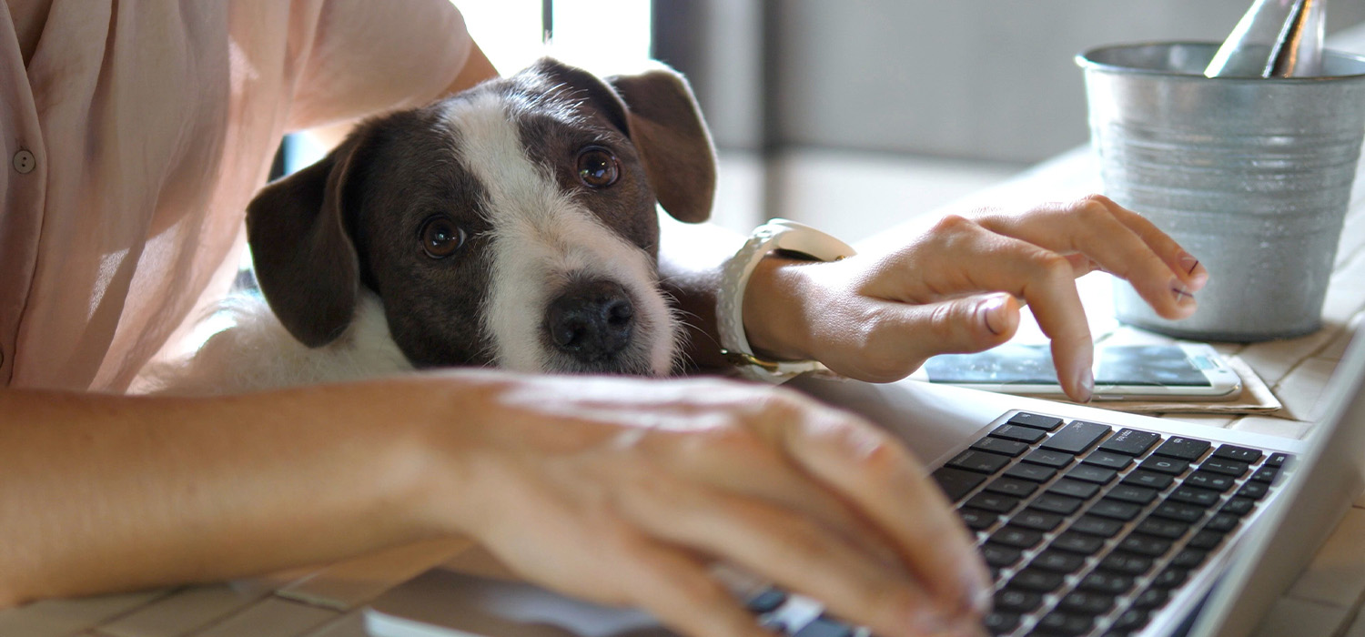 Our Clatskanie Hotel Is Pet-friendly